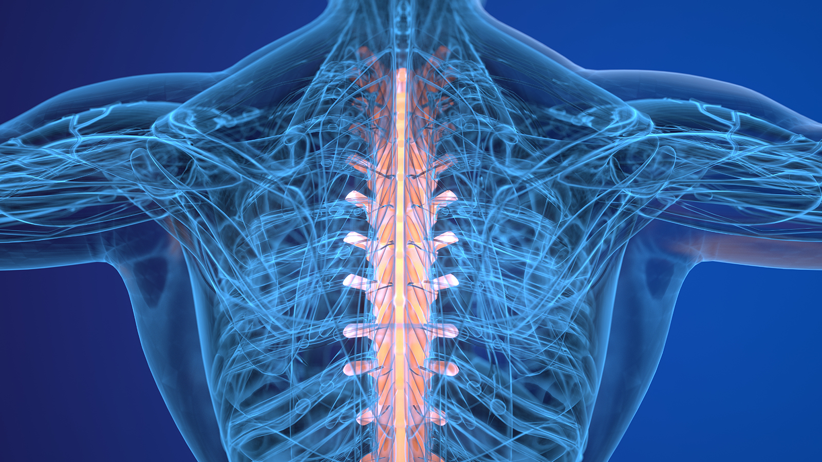 illustration showing the spine 