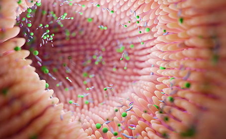 illustration of healthy bacteria in your body gut health