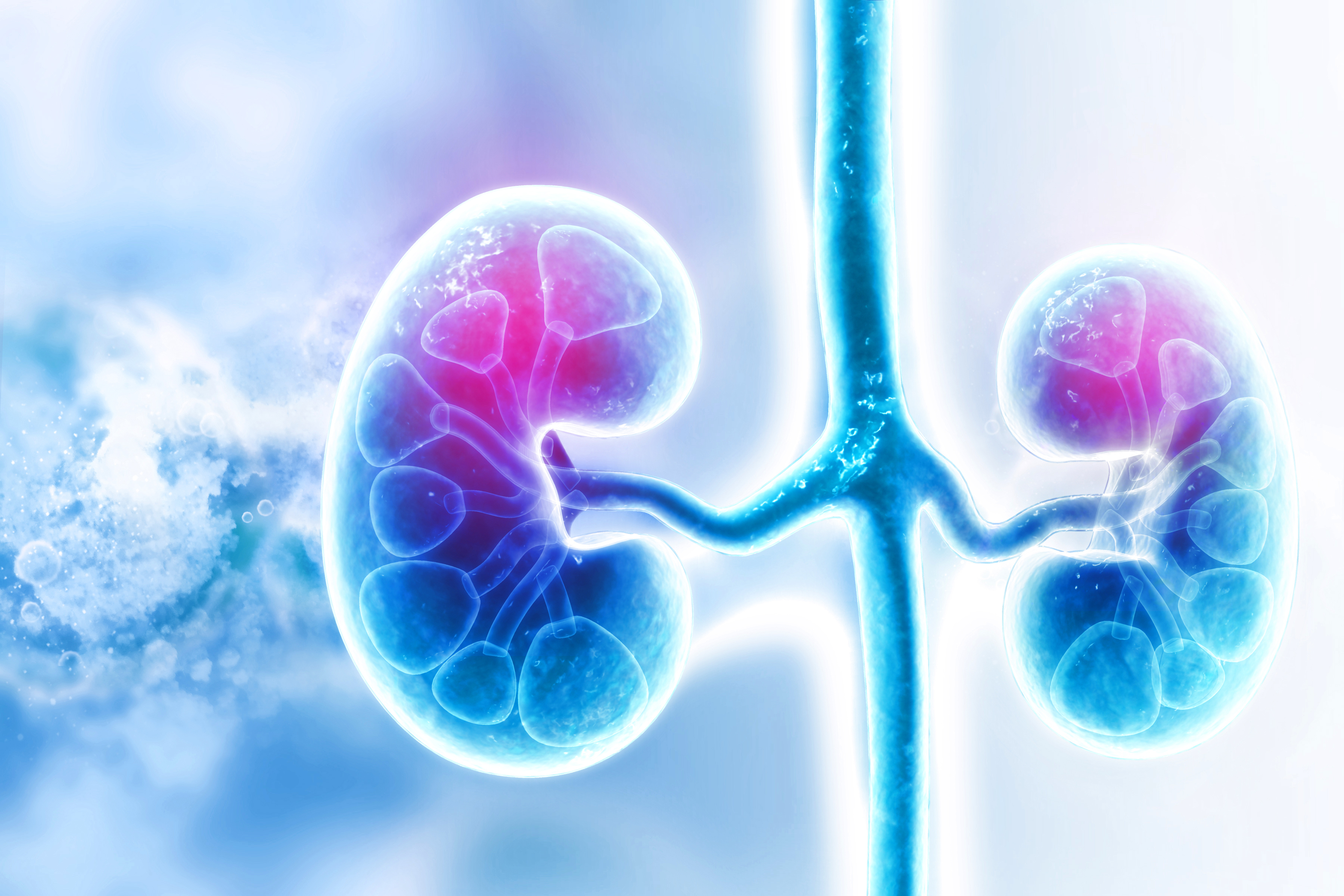 Kidney organs 