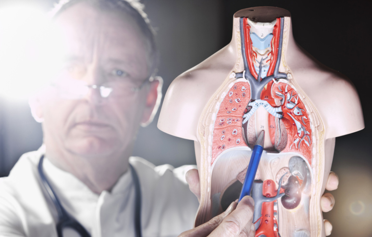 Doctor explaining oesophageal cancer treatment by pointing to the oesophagus on an anatomy model