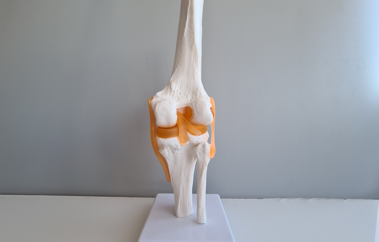 knee-and-hip-joint-models