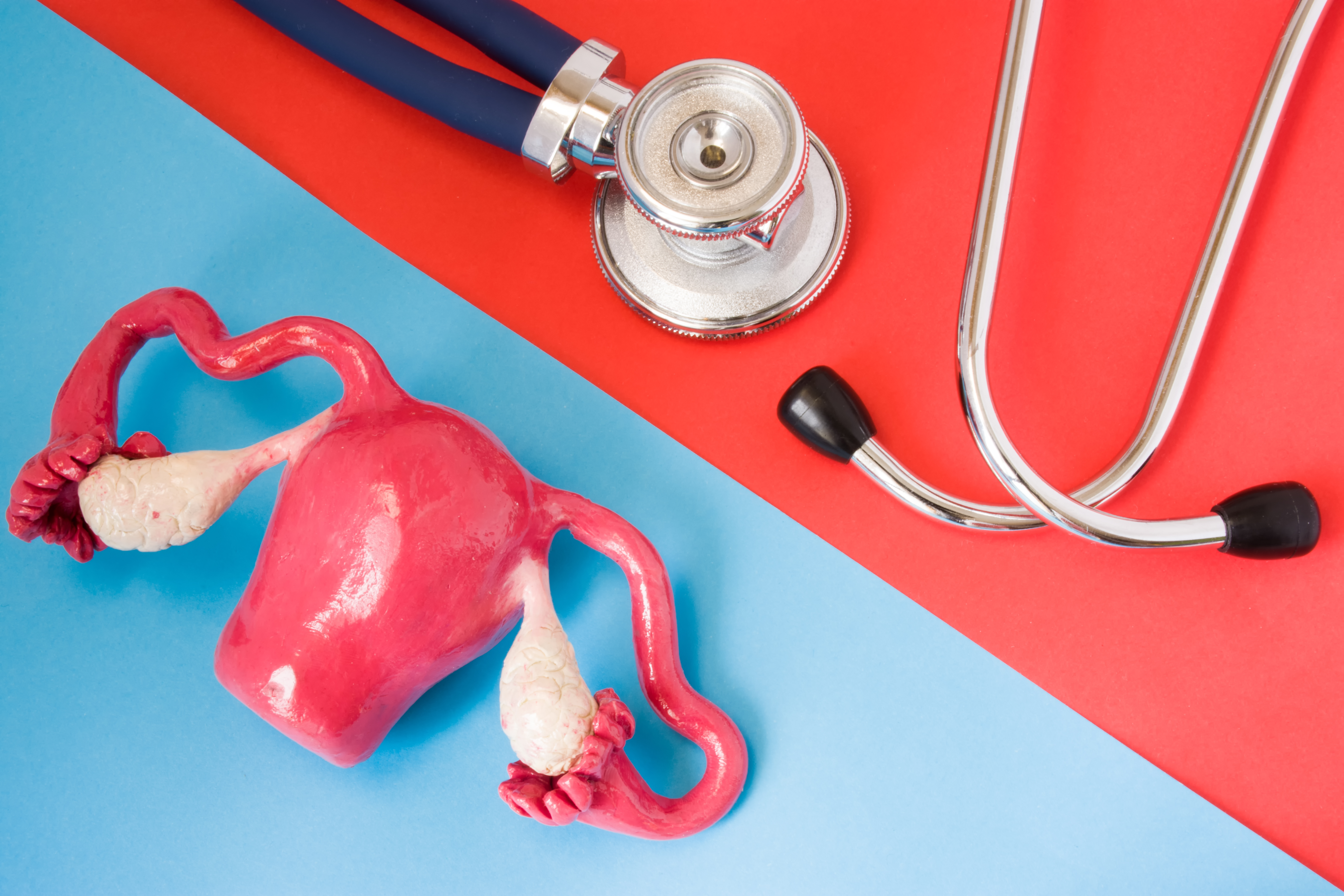 A model of a female uterus and a stethoscope
