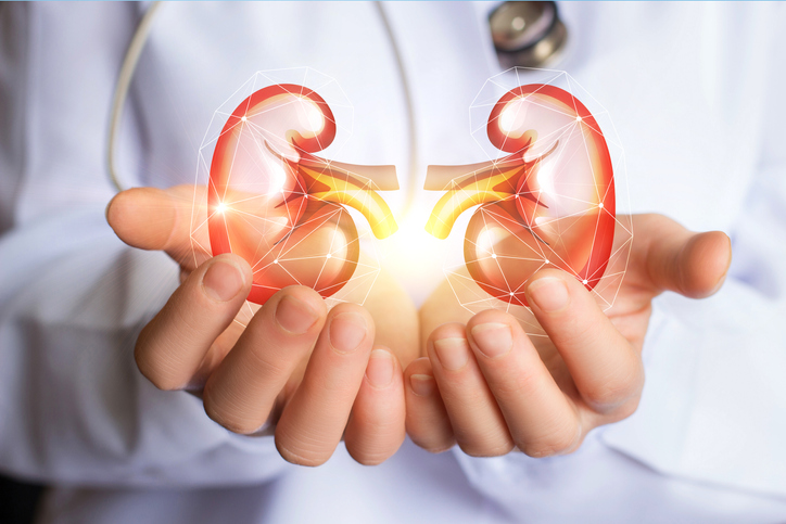 Doctor supports a model of kidneys in their hands