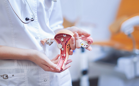 close up of uterus medical model