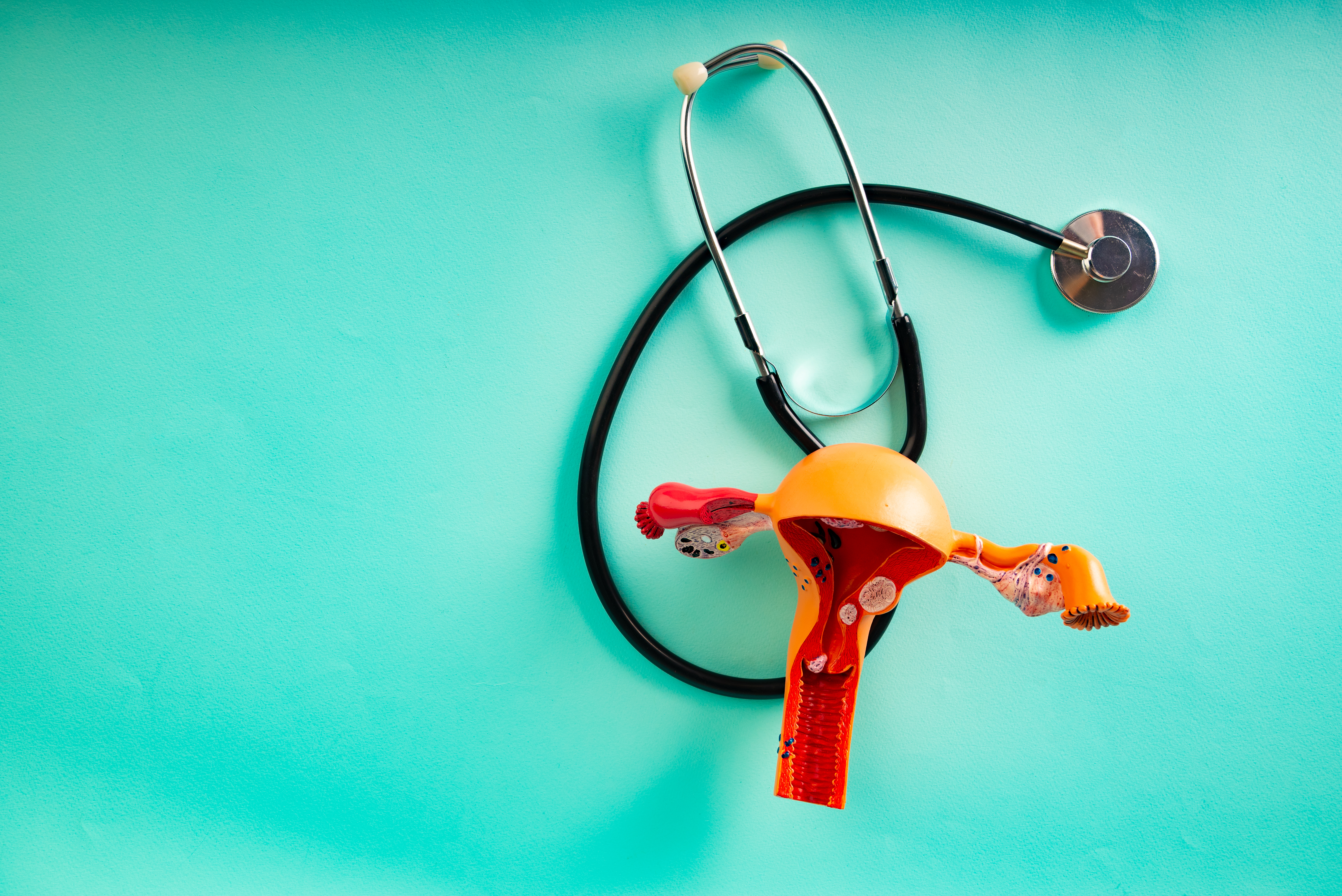 A model of a uterus with a stethoscope